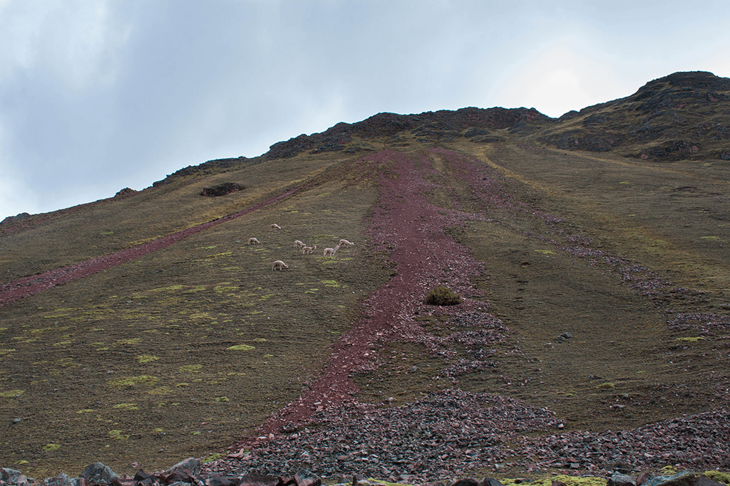 Vinicunca Moutaina Peru Rainbow Mountains red stones and alpaca, Kolorowe Góry czerwone kamienie i alpaki