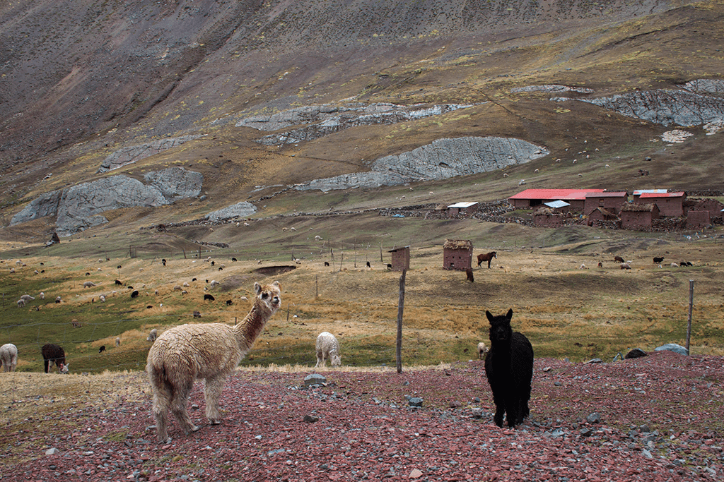 Vinicunca Moutaina Peru Rainbow Mountains village and alpaca, Kolorowe Góry wioska i alpaki