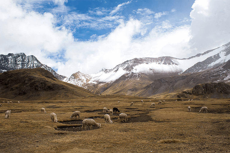 Vinicunca Moutaina Peru Rainbow Mountains, alpaca, Kolorowe Góry