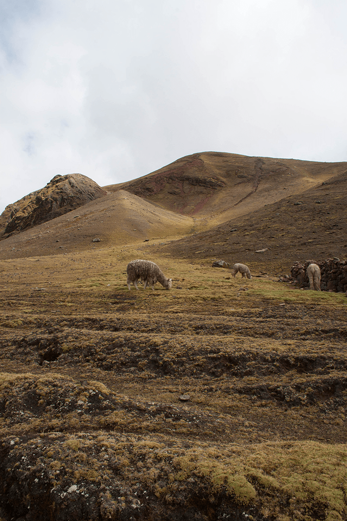 Vinicunca Moutaina Peru Rainbow Mountains alpaca, Kolorowe Góry alpaca